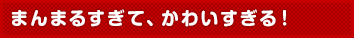 まんまるすぎて、かわいすぎる!