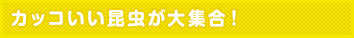 カッコいい昆虫が大集合!